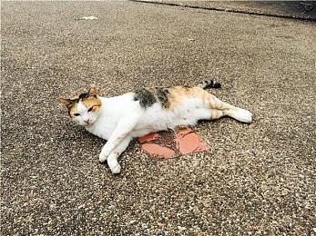 《被诅咒的小护!ReCurse》繁体中文版将于9月25日正式发售